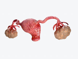 uterus and ovaries low-poly Model 3D