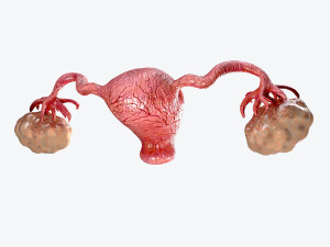 uterus and ovaries low-poly Model 3D