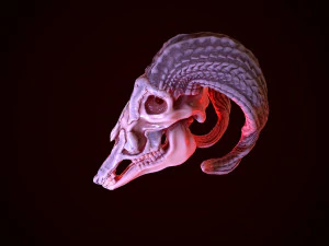 gameready goat skull low-poly 3D Model