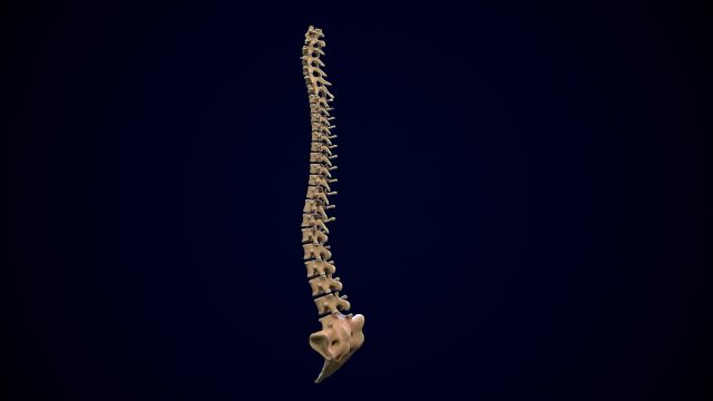 spine middle poly 3D-Modell .c4d .max .obj .3ds .fbx .stl .blend 