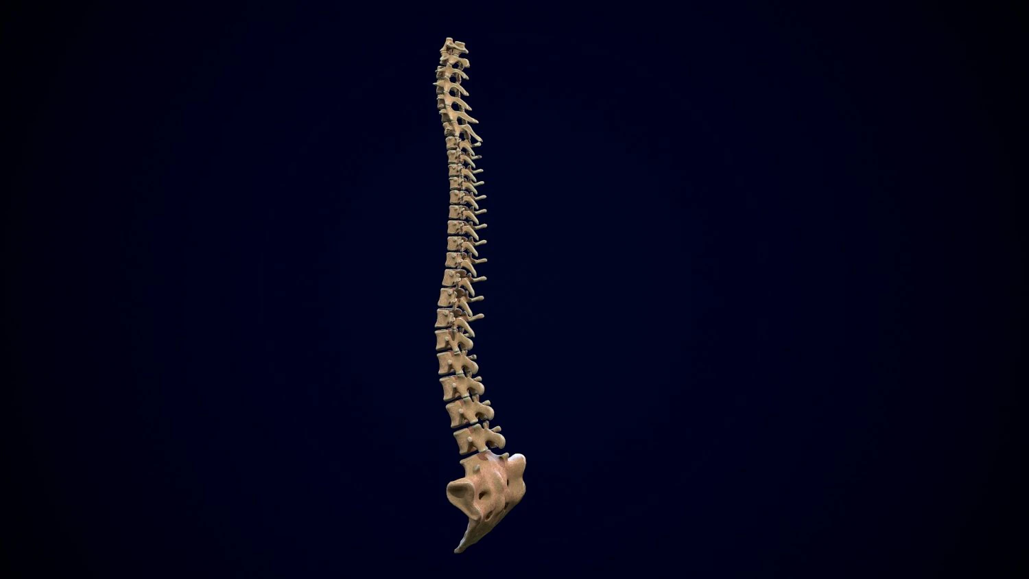 spine middle poly 3D Model .c4d .max .obj .3ds .fbx .stl .blend 