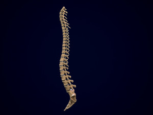 spine middle poly 3D-Modell