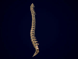 spine middle poly 3D Model