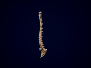 spine middle poly 3D-Modell