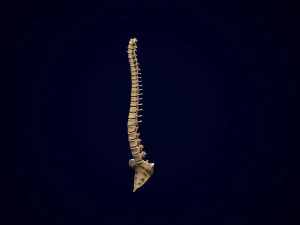 spine middle poly 3D Model