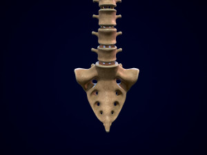 spine middle poly 3D-Modell