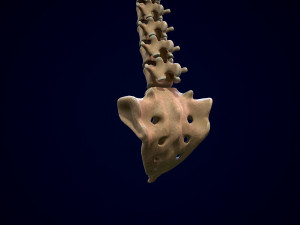 spine middle poly 3D-Modell