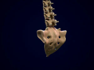 spine middle poly 3D Model