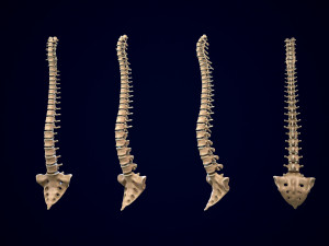 spine middle poly 3D-Modell