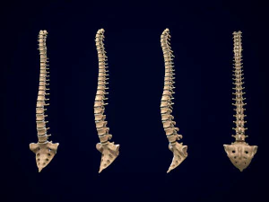 spine middle poly 3D Model