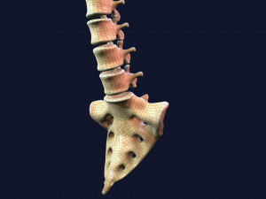 spine middle poly 3D-Modell