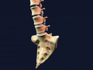 spine middle poly 3D Model
