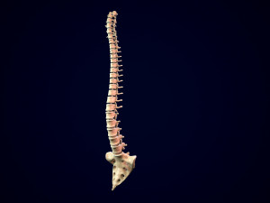 spine middle poly 3D-Modell