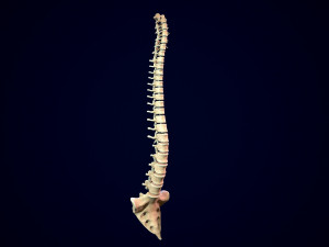 spine middle poly 3D-Modell