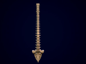 spine middle poly 3D-Modell