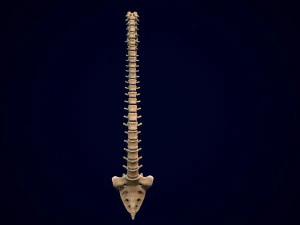 spine middle poly 3D Model