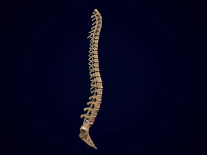 spine middle poly 3D Model