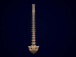 spine middle poly 3D-Modell