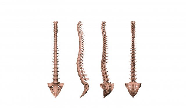 spine printable 3D 打印模型 .c4d .max .obj .3ds .fbx .stl .blend 