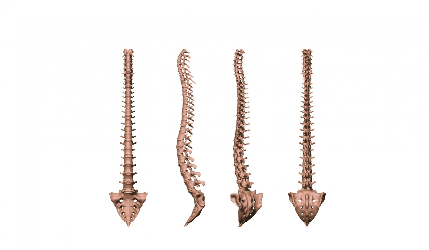 spine printable 3D Print Model .c4d .max .obj .3ds .fbx .stl .blend 