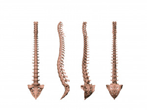 spine printable 3D 打印模型