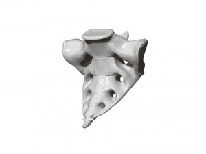 spine printable 3D 打印模型
