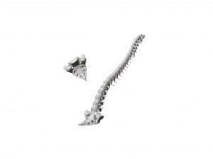spine printable 3D 打印模型