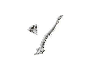 spine printable 3D Print Model