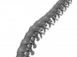 spine printable 3D 打印模型