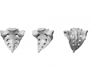 spine printable 3D 打印模型