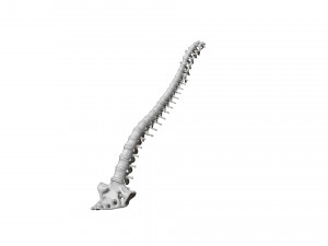 spine printable 3D 打印模型