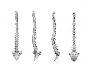 spine printable 3D 打印模型