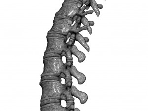 spine printable 3D 打印模型