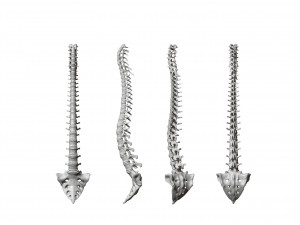 spine printable 3D 打印模型