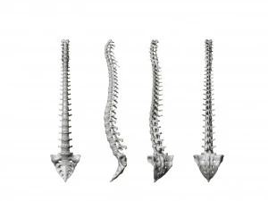 spine printable 3D Print Model