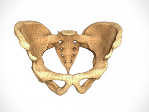 Human pelvis low poly Modelo 3D