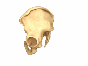 Human pelvis low poly Modelo 3D