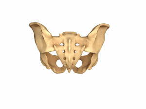 Human pelvis low poly Modelo 3D