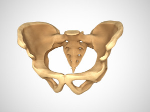 Human pelvis low poly Modelo 3D