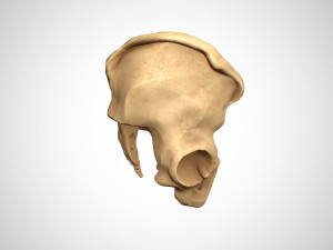 Human pelvis low poly Modelo 3D
