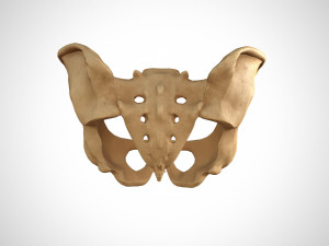 Human pelvis low poly Modelo 3D