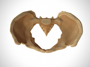 Human pelvis low poly Modelo 3D