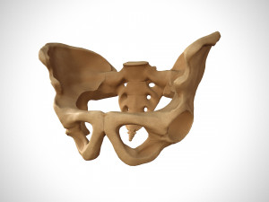 Human pelvis low poly Modelo 3D