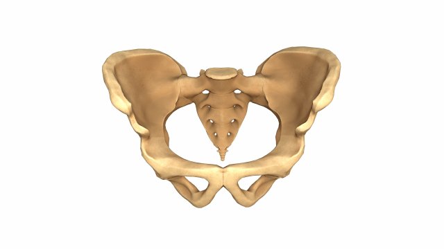 Human pelvis low poly Modelo 3D .c4d .max .obj .3ds .fbx .stl .blend 