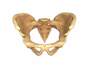 Human pelvis low poly 3D Models