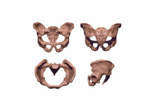 Human pelvis printable 3D Print Model