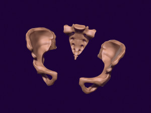 Human pelvis printable 3D प्रिंट मॉडल