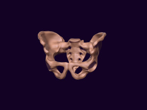 Human pelvis printable 3D प्रिंट मॉडल