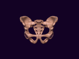Human pelvis printable 3D प्रिंट मॉडल