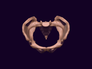 Human pelvis printable 3D प्रिंट मॉडल